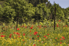 Languedoc wildflowers