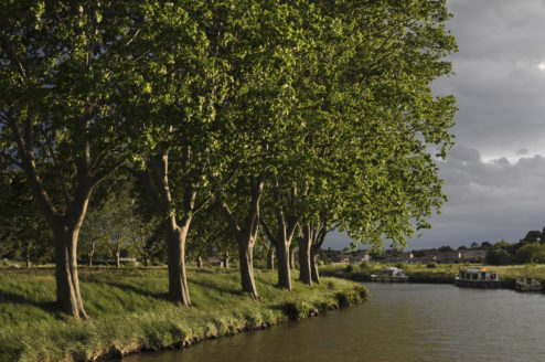 Plain trees at Argeliers port