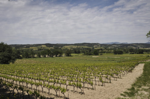 sprawling Languedoc vineyards