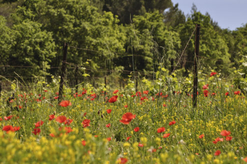 Languedoc wild flowers and poppies