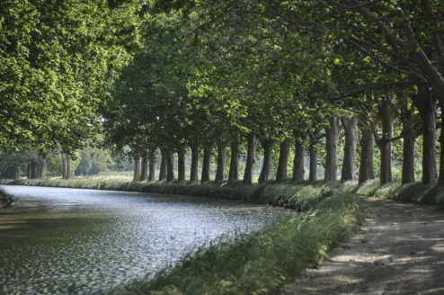 tree lined canal du Midi
